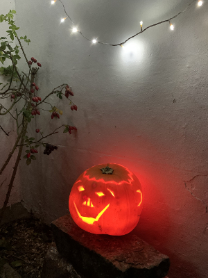 pumpkin in garden