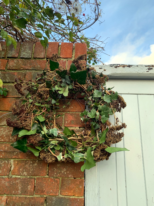 Ivy and sedum wreath in garden