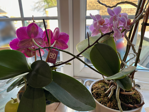 A pair of intertwined pink orchids brighten window cill in white kitchen in Sussex country cottage. Photo by Amanda Howse